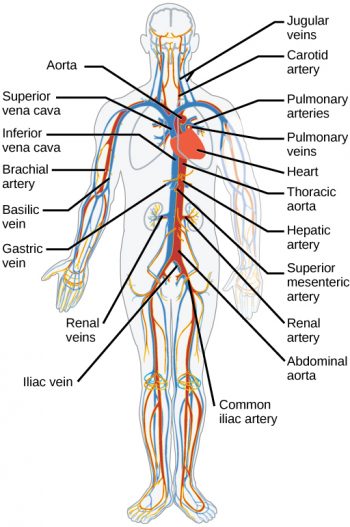 Chapter The Circulatory System Nscc Human Biology