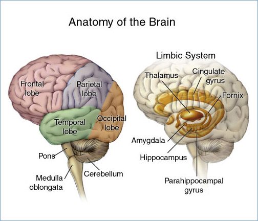 4.2 Our Brains Control Our Thoughts, Feelings, and Behaviour ...