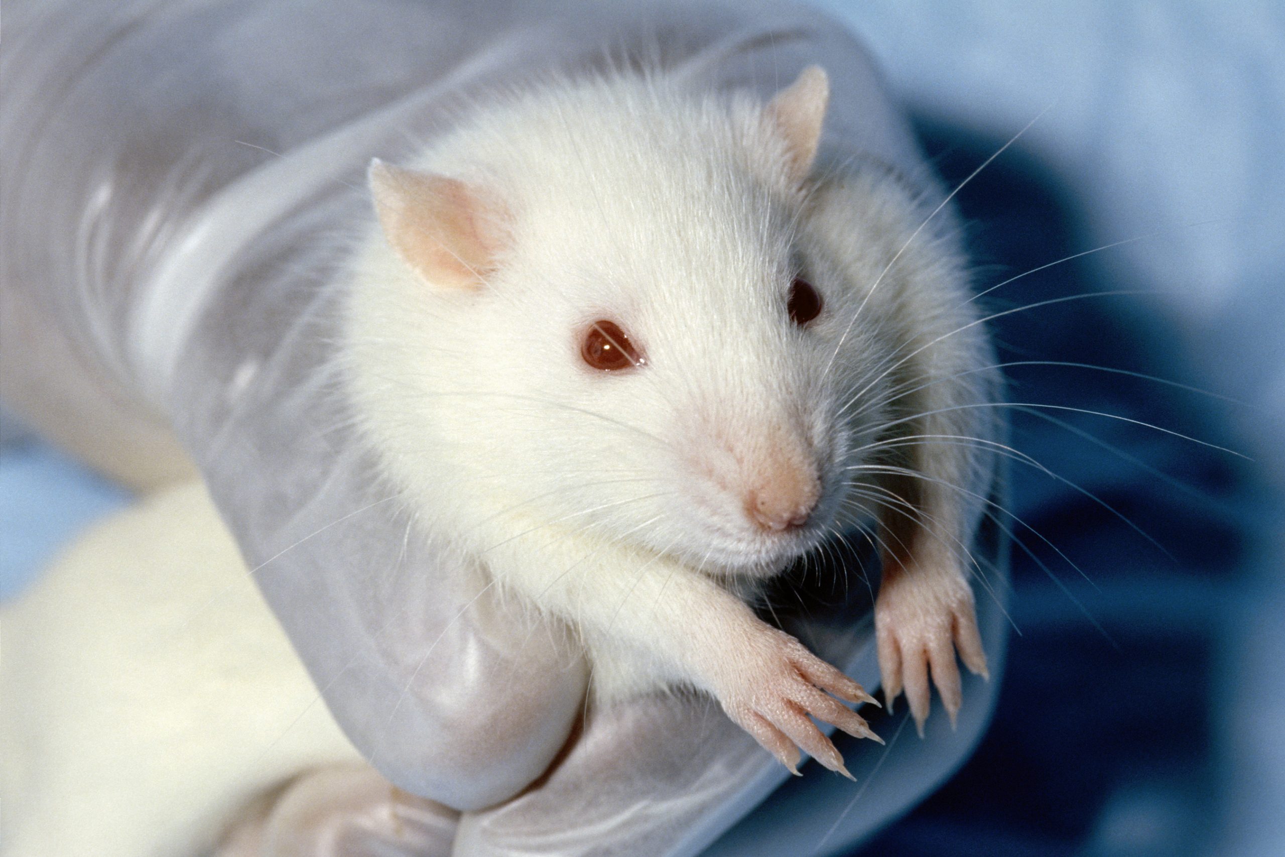 An gloved hand holds a white rat.