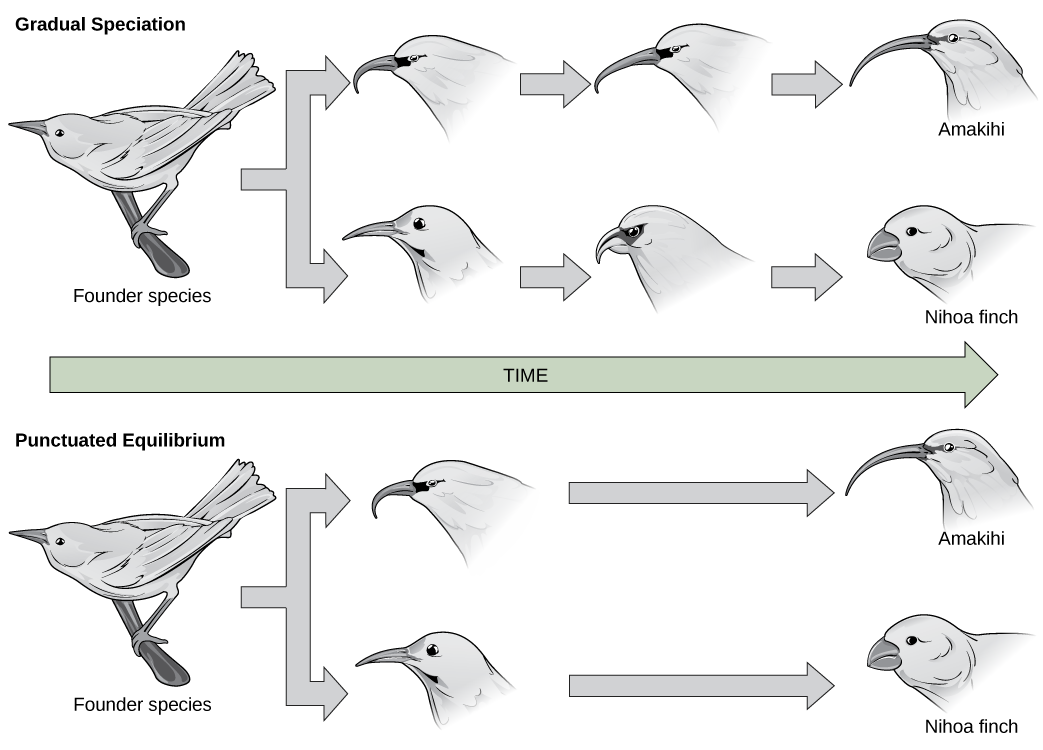 In the gradual speciation example, a founder species of bird diverges into one species with a hooked beak, and another with strait beak. Over time, the hooked beak gets longer and thinner, and the straight beak gets shorter and fatter. In the punctuated equilibrium example, as in the graduated speciation example, the founder species diverges into one species with a hooked break and another with a straight beak. However, in this case the hooked and straight beaks gives rise immediately to long, thin and short, fat beaks.