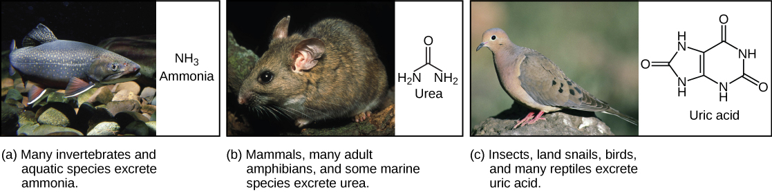 Part A shows a photo of a freshwater fish and states that many invertebrates and aquatic species excrete ammonia. The chemical structure of ammonia is upper case N upper case H subscript 3 baseline. Part B shows a photo of a wood rat and states that mammals, many adult amphibians, and some marine species excrete urea. The chemical structure of urea is shown. Urea has one upper N upper H subscript 2 baseline group, and one upper N upper H subscript 2 baseline group attached to a central carbon. An oxygen is also double-bonded to this central carbon. Part C shows a photo of a pigeon and states that insects, land snails, birds, and many reptiles excrete uric acid. The chemical structure of uric acid is shown. Uric acid has a six-membered carbon ring attached to a five-membered ring. Each ring has two upper N upper H groups embedded in it. An oxygen is double-bonded to each ring.