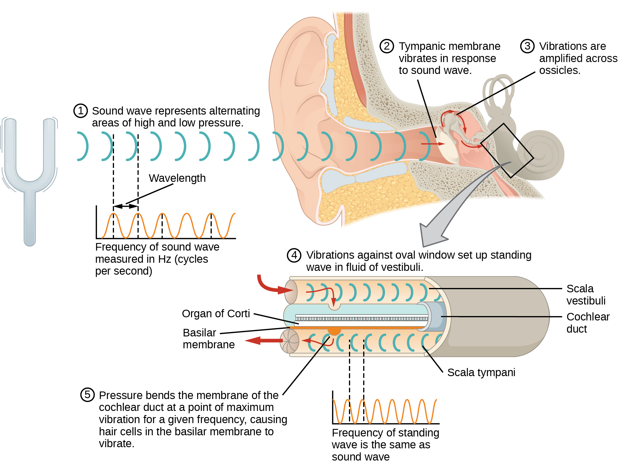 This diagram shows how sound waves travel through the ear, and each step details the process. A sound wave causes the tympanic membrane to vibrate. This vibration is amplified as it moves across the malleus, incus, and stapes. The amplified vibration is picked up by the oval window causing pressure waves in the fluid of the scala vestibuli and scala tympani. The complexity of the pressure waves is determined by the changes in amplitude and frequency of the sound waves entering the ear.