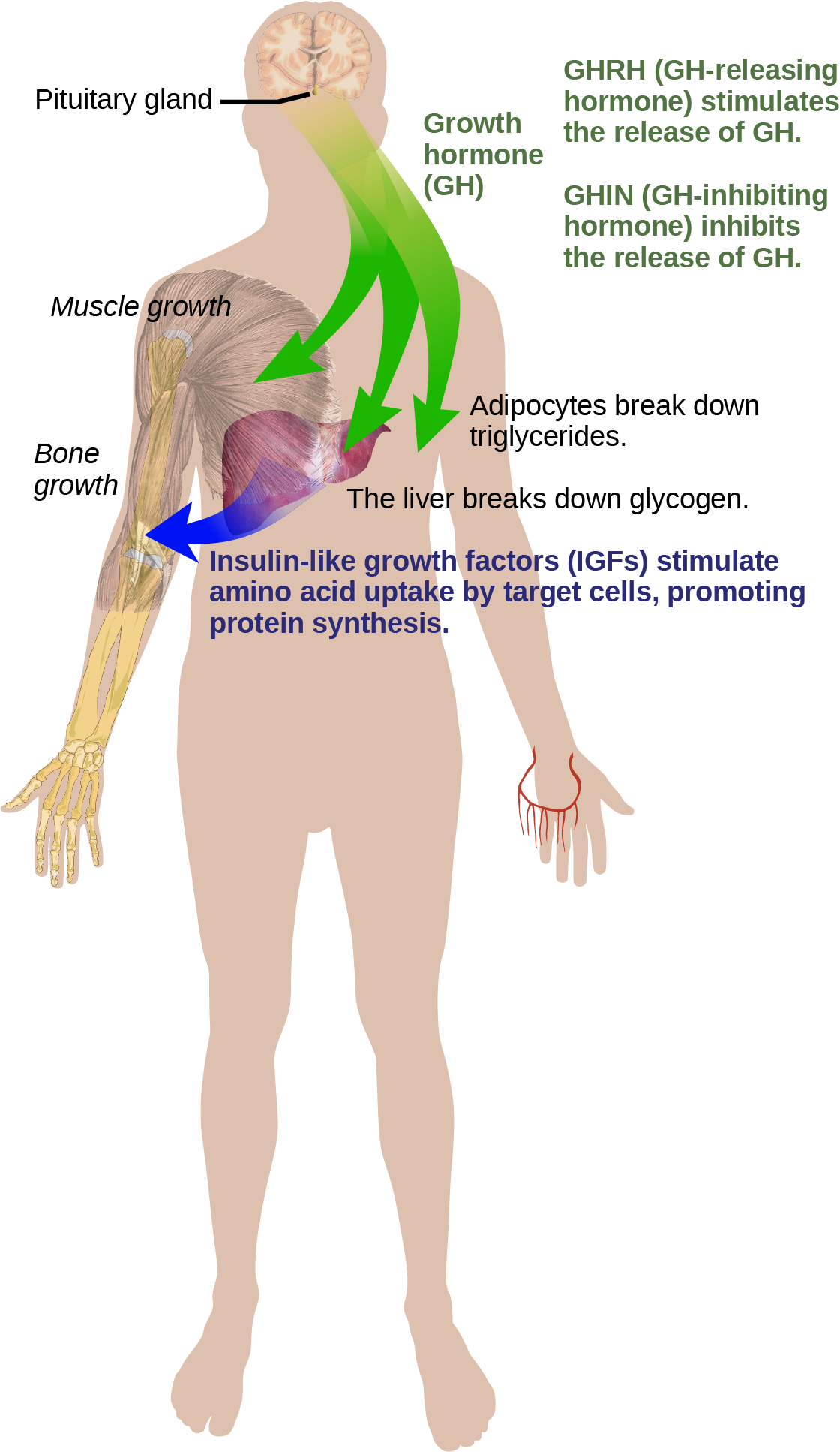 Growth hormone, or G H released from the pituitary gland stimulates bone and muscle growth. It also stimulates fat breakdown by adipocytes and glucagon breakdown by the liver. The liver releases I G Fs, which cause target cells to take up amino acids, promoting protein synthesis. G H releasing hormone stimulates the release of G H, and G H inhibiting hormone, inhibits the release of G H.