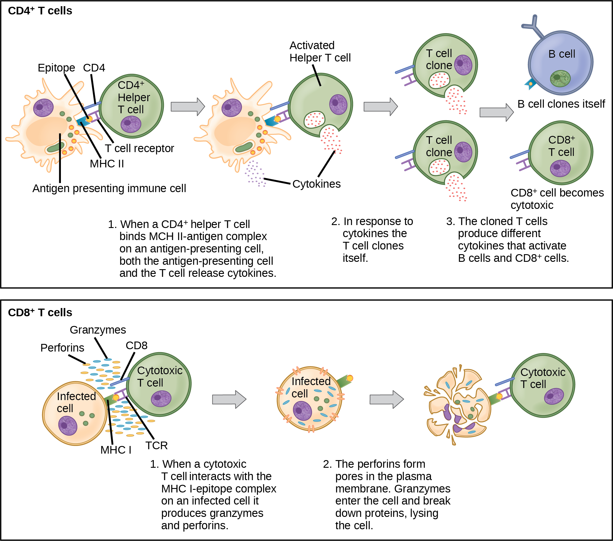 Illustration shows activation of a C D 4 plus helper T cell. An antigen-presenting cell digests a pathogen. Epitopes from this pathogen are presented in conjunction with M H C I I molecules on the cell surface. A T cell receptor and a C D 8 receptor, both on the surface of the T cell, bind the M H C I I epitope complex. As a result, the helper T cell becomes activated and both the helper T cell and antigen-presenting cell release cytokines. The cytokines induce the helper T cell to clone itself. The cloned helper T cells release different cytokines that activate B cells and C D 8 plus T cells, turning them into cytotoxic T cells. The cytotoxic and binds the M H C I epitope complex on an infected cell. The cytotoxic T cell then releases perforin molecules, which form a pore in the plasma membrane, and granzymes, which break down proteins, killing the cell.
