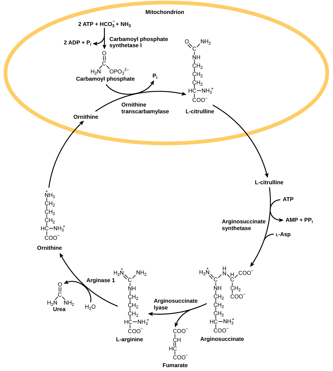 The urea cycle begins in the mitochondrion, where bicarbonate, shown as upper case H upper case C upper case O subscript 3 baseline is combined with ammonia, shown as upper case N upper case H subscript 3 baseline to make carbamoyl phosphate. Two A T P are used in the process. Ornithine transcarbamylase adds the carbamoyl phosphate to a five-carbon amino acid called ornithine to make L citrulline. L citrulline leaves the mitochondrion, and an enzyme called arginosuccinate synthetase adds a four carbon amino acid called L aspartate to it to make arginosuccinate. In the process, one A T P is converted to A M P and upper case P upper case P lower case i. Arginosuccinate lyase removes a four carbon fumarate molecule from the arginosuccinate, forming the six carbon amino acid L arginine. Arginase 1 removes a urea molecule from the L arginine, forming ornithine in the process. Urea has a single carbon double bonded to an oxygen and single bonded to two ammonia groups. Ornithine enters the mitochondrion, completing the cycle.