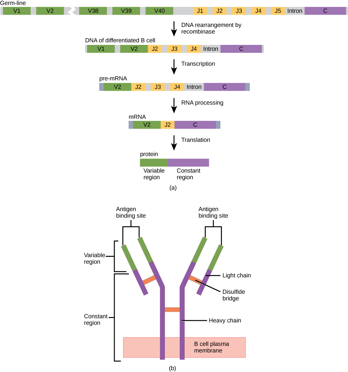 Part A shows the arrangement of gene segments encoding antibody light chains in a germ line B cell. The segment contains forty consecutive V regions, named V 1 through V 40, five consecutive J regions named J 1 through J 5, and a constant region. J5 and the constant region are separated by an intron. D N A recombinase splices out the portion of D N A containing segments V 3 through J 1, resulting in a differentiated B cell. The gene is transcribed into pre R N A. R N A processing splices out all but the V 2, J 2 and C regions. Translation results in a protein with a variable region formed from the V 2 and J 2 segments, and a constant region formed from the C region. The light chain joins the heavy chain to form a Y shaped antibody.