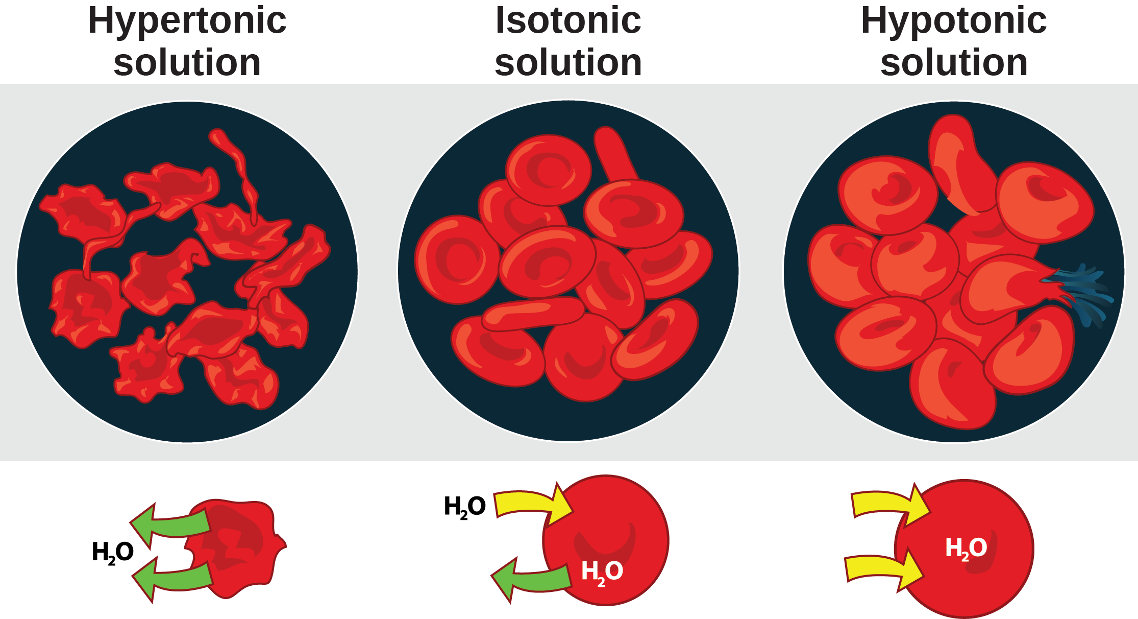 The left part of this illustration shows shriveled red blood cells bathed in a hypertonic solution. Below this, an diagram shows that upper case H subscript 2 baseline upper case O is leaving the red blood cell. The middle part shows healthy red blood cells bathed in an isotonic solution. A diagram below this shows upper H subscript 2 baseline upper O both entering and exiting the cell. And the right part shows bloated red blood cells bathed in a hypotonic solution. One of the bloated cells in the hypotonic solution bursts. A diagram below this shows upper H subscript 2 baseline upper O enterning the cell.