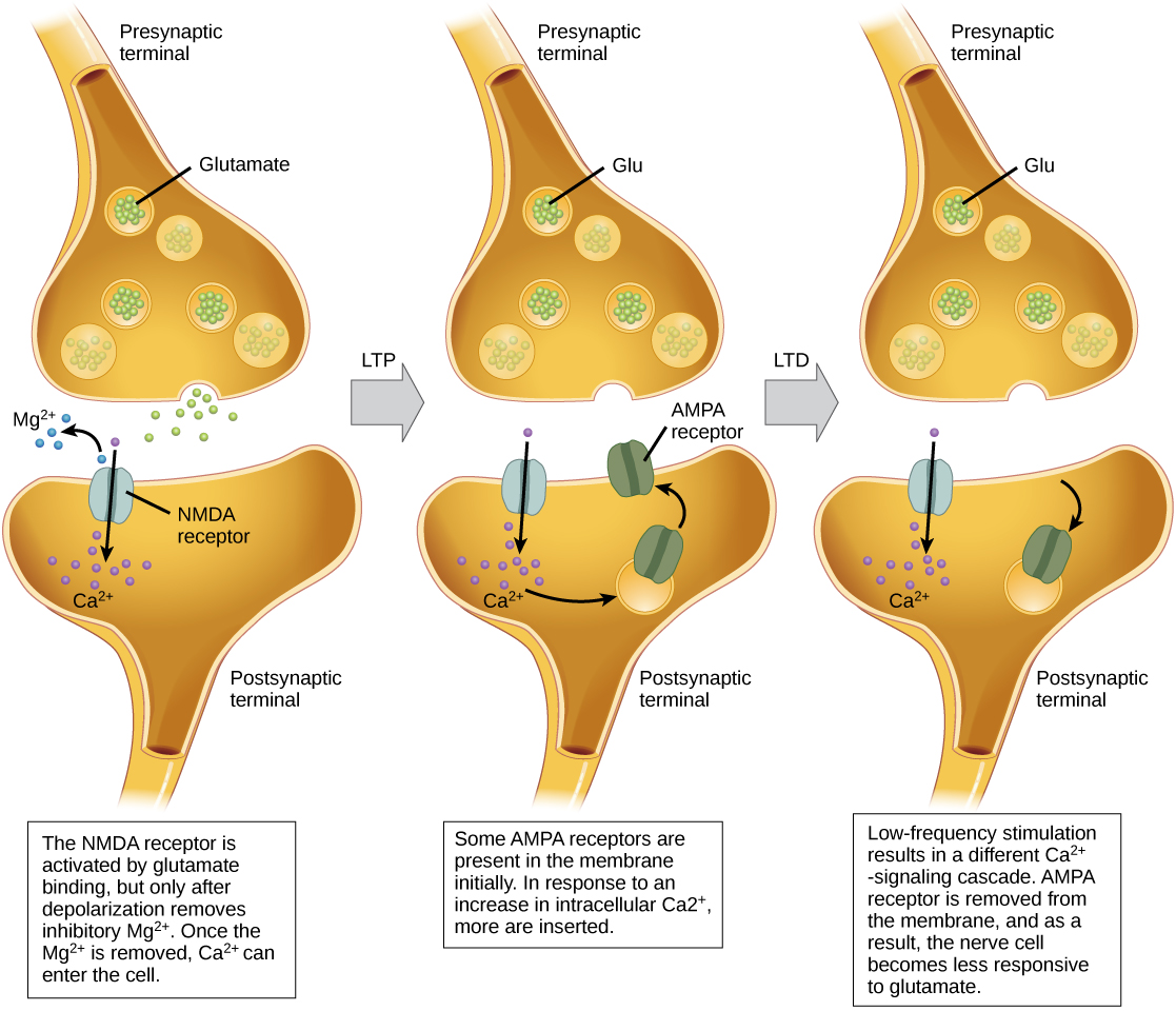 Illustration shows the mechanism of L T P and L T D. Normally, the N M D A receptor in the postsynaptic neuron is activated by glutamate binding, but only after depolarization removes an inhibitory magnesium ion. Once the magnesium is removed, calcium can enter the cell. In response to an increase in intracellular calcium, A M P A receptors are inserted into the plasma membrane, which amplifies the signal resulting in L T P. L D P occurs when low-frequency stimulation results in the activation of a different calcium-signaling cascade that causes A M P A receptors to be removed from the plasma membrane. As a result, the nerve cell becomes less responsive to glutamate.