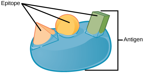 Illustration shows an antigen with three epitopes, each with a unique shape; one spherical, one rectangular prism, and one pyramid.