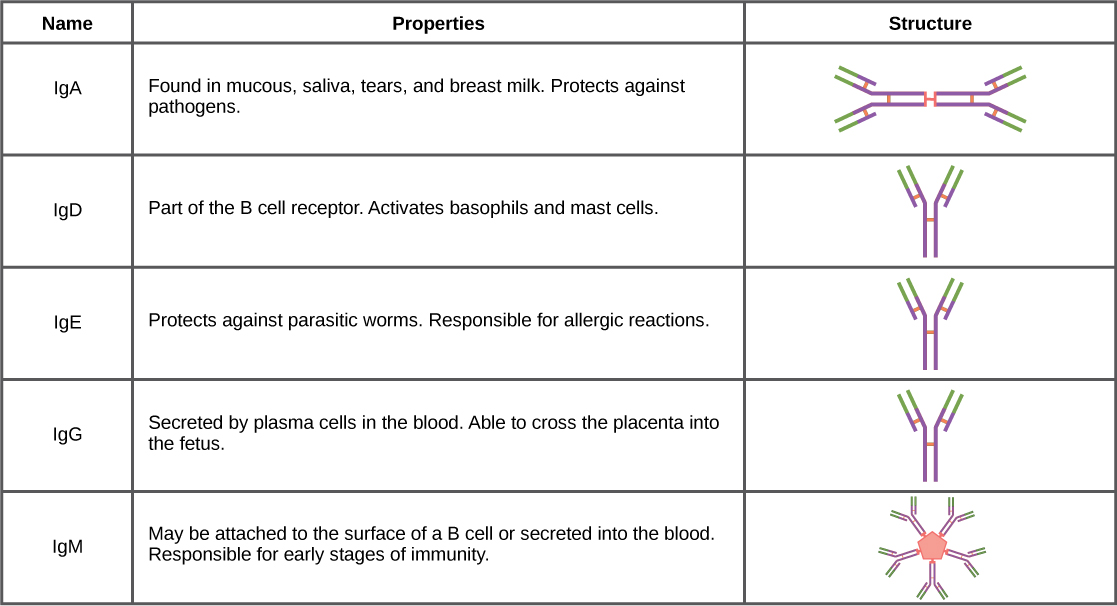 Table shows the structure and function of the five types of immunoglobulins: upper case I lower case g upper case A, and upper I lower g upper D, and upper I lower g upper E, and upper I lower g upper G and upper I lower g upper M. I g D, and I g A and I g G all have a Y shaped structure. I g D is part of the B cell receptor, and activates basophils and mast cells. I g E protects against parasitic worms, and is responsible for allergic reactions. I g G is secreted by plasma cells in the blood, and is able to cross the placenta into the fetus. I g A consist of two Y shaped structures connected at their trunk. It is found in mucous, saliva, tears and breast milk, and protects against pathogens. I g M consists of five Y shaped structures connected to a pentagram, with the top of the Ys facing out. It may be attached to the surface of B cells or secreted in the blood, and is responsible for the early stages of immunity.