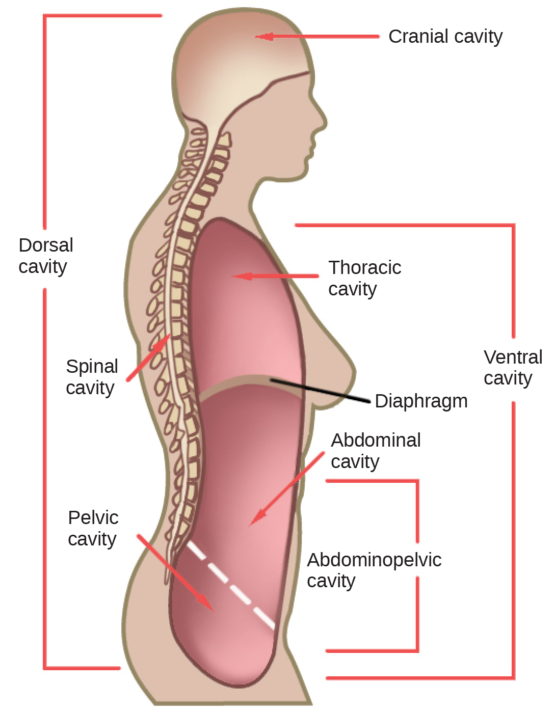 Illustration shows a cross-sectional side view of the upper part of a human body. The entire head region above the eyes and to the back of the head and a long thin strip from this region down the back is shaded to indicate the dorsal cavity. The head is labeled cranial cavity and the long thin region down the back is the spinal cavity. A large oblong area shaded at the front of the body indicates the ventral cavity. It is labeled from top to bottom as thoracic cavity, diaphragm (thin line separating regions), abdominal cavity, and pelvic cavity. The abdominal and pelvic cavities are separated by a thin dashed line and together they are labeled the abdominopelvic cavity.