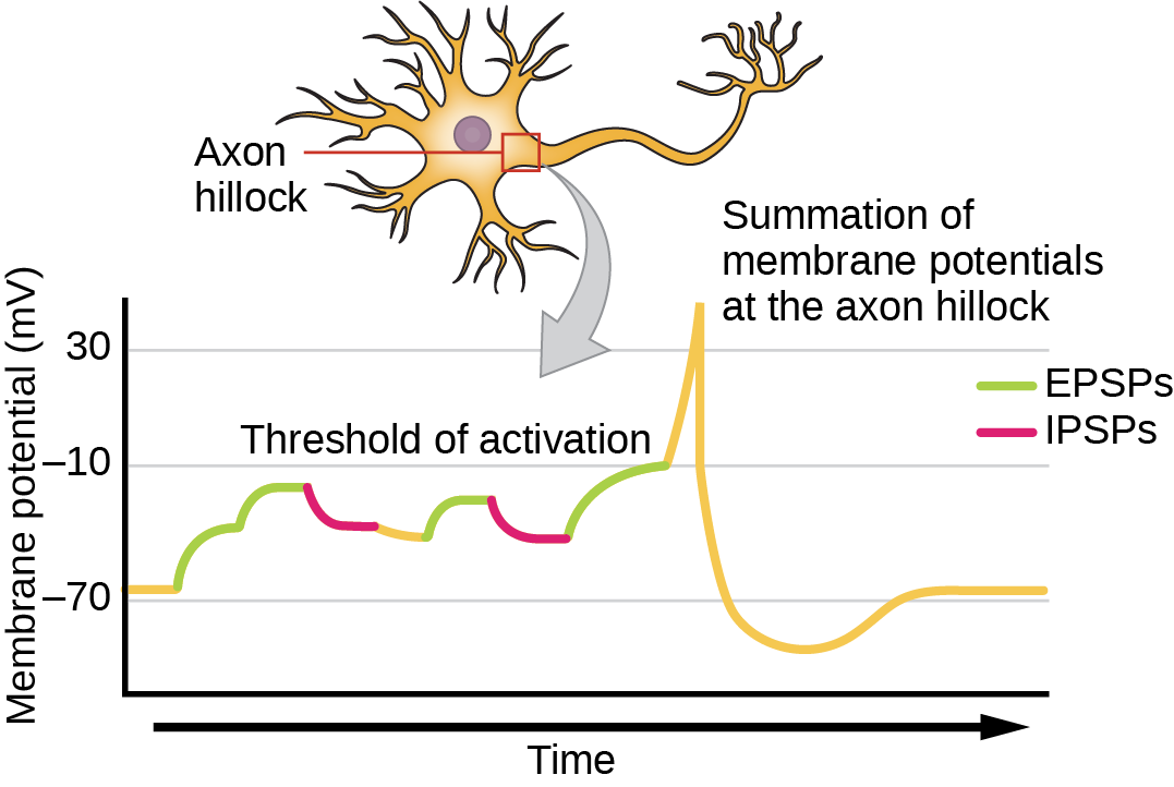 Illustration shows the location of the axon hillock, which is the area connecting the neuron body to the axon. A graph shows the summation of membrane potentials at the axon hillock, plotted as membrane potential in millivolts versus time. Initially, the membrane potential at the axon hillock is minus 70 millivolts. A series of E P S Ps and I P S Ps cause the potential to rise and fall. Eventually, the potential increases to the threshold of excitation. At this point the nerve fires, resulting in a sharp increase in membrane potential, followed by a rapid decrease. The hillock becomes hyperpolarized such that the membrane potential is lower than the resting potential. The hillock then gradually returns to the resting potential.