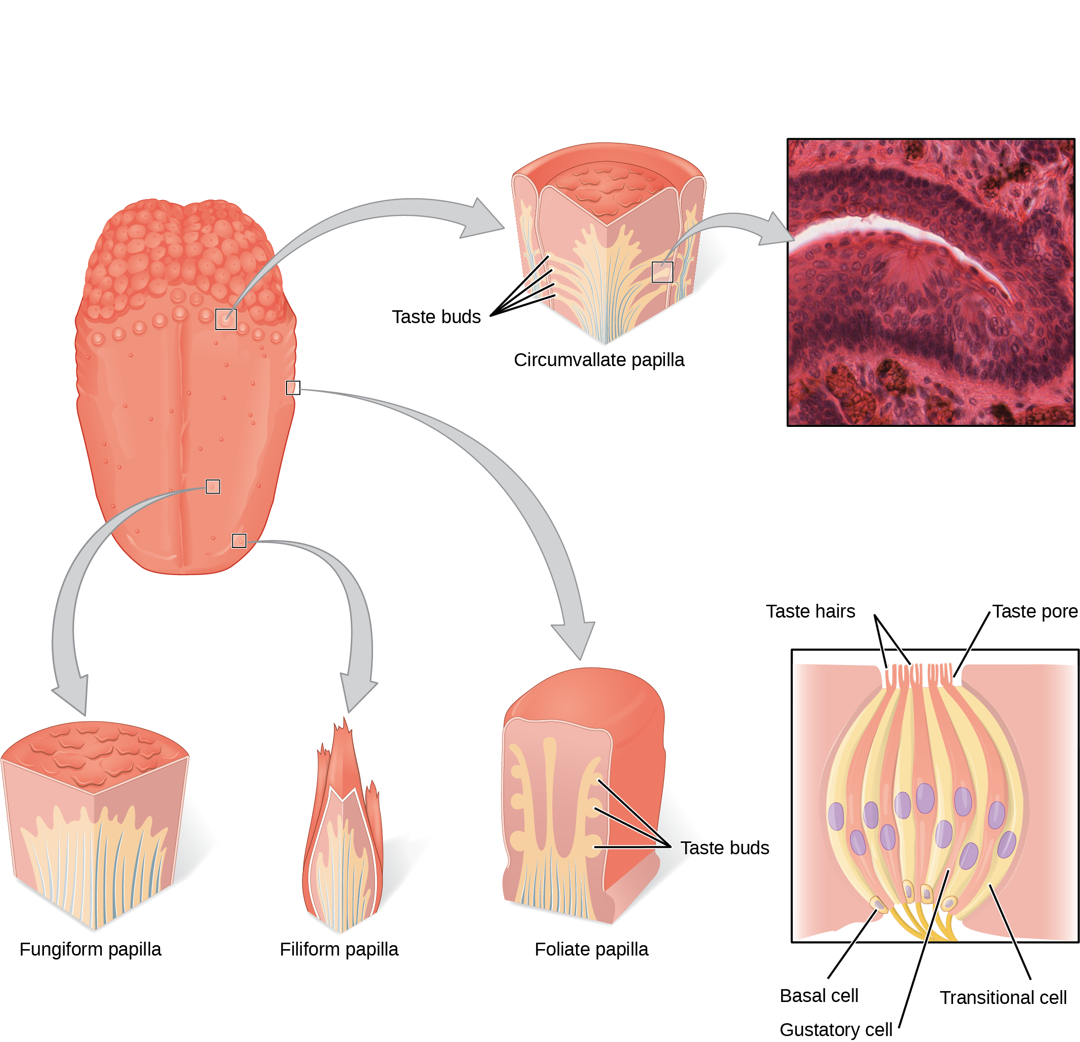 The left panel shows the image of a tongue with callouts that show magnified views of different parts of the tongue. The right panel shows a micrograph of the circumvallate papilla, and the bottom right panel shows the structure of a taste bud. At the surface, the taste bud has hair like projects that are labeled taste hairs. These extend up through a taste pore, and lead to a basal cell, gustatory cell, and transitional cell.