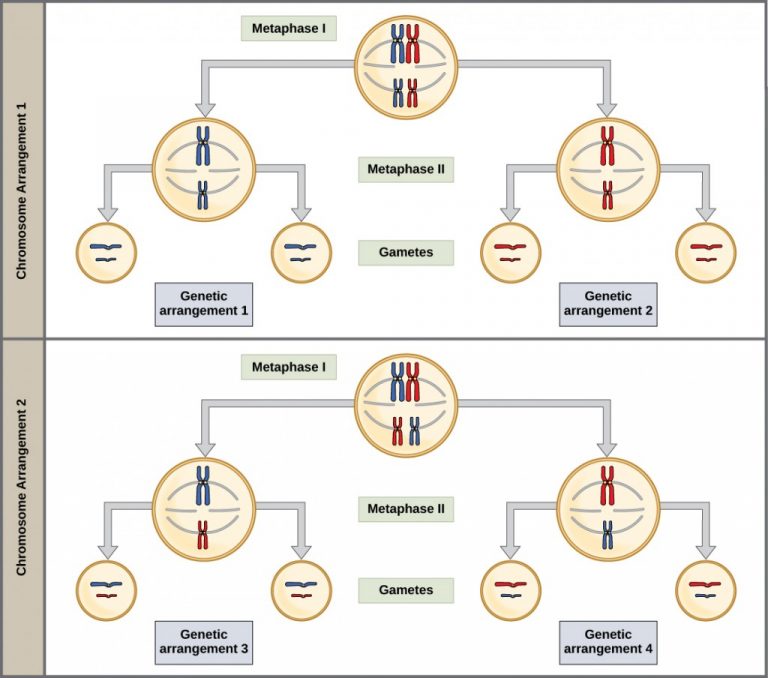 6.2 Meiosis – NSCC Concepts of Biology I BIOL 1046