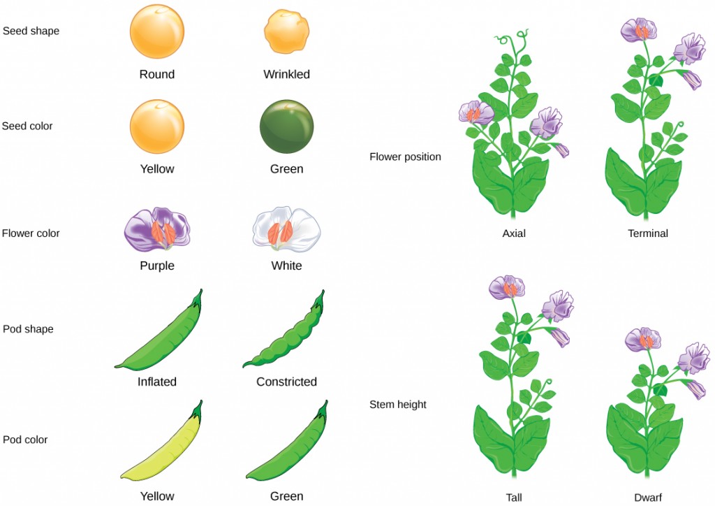 Seven characteristics of Mendel’s pea plants are illustrated. The flowers can be purple or white. The peas can be yellow or green, or smooth or wrinkled. The pea pods can be inflated or constricted, or yellow or green. The flower position can be axial or terminal. The stem length can be tall or dwarf.