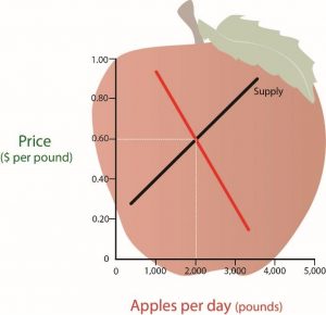 A graph with numbers 0-5000 on the X axis for pounds of apples per day and 0-1.0 for Price per pound on the Y axis. The supply curve shows a diagonal line moving higher from left to right. The demand curve shows a diagonal line moving lower from left to right. These two are combined and the Equilibrium Price revealed at the intersection.