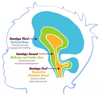 3.1 How The Brain Develops – Trauma Informed Behaviour Support: A ...