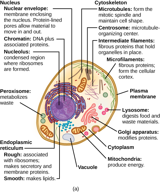 Part a: This illustration shows a typical eukaryotic cell, which is egg shaped. The fluid inside the cell is called the cytoplasm, and the cell is surrounded by a cell membrane. The nucleus takes up about one-half of the width of the cell. Inside the nucleus is the chromatin, which is comprised of DNA and associated proteins. A region of the chromatin is condensed into the nucleolus, a structure in which ribosomes are synthesized. The nucleus is encased in a nuclear envelope, which is perforated by protein-lined pores that allow entry of material into the nucleus. The nucleus is surrounded by the rough and smooth endoplasmic reticulum, or ER. The smooth ER is the site of lipid synthesis. The rough ER has embedded ribosomes that give it a bumpy appearance. It synthesizes membrane and secretory proteins. Besides the ER, many other organelles float inside the cytoplasm. These include the Golgi apparatus, which modifies proteins and lipids synthesized in the ER. The Golgi apparatus is made of layers of flat membranes. Mitochondria, which produce energy for the cell, have an outer membrane and a highly folded inner membrane. Other, smaller organelles include peroxisomes that metabolize waste, lysosomes that digest food, and vacuoles. Ribosomes, responsible for protein synthesis, also float freely in the cytoplasm and are depicted as small dots. The last cellular component shown is the cytoskeleton, which has four different types of components: microfilaments, intermediate filaments, microtubules, and centrosomes. Microfilaments are fibrous proteins that line the cell membrane and make up the cellular cortex. Intermediate filaments are fibrous proteins that hold organelles in place. Microtubules form the mitotic spindle and maintain cell shape. Centrosomes are made of two tubular structures at right angles to one another. They form the microtubule-organizing center.Figure_03_03_01a_new