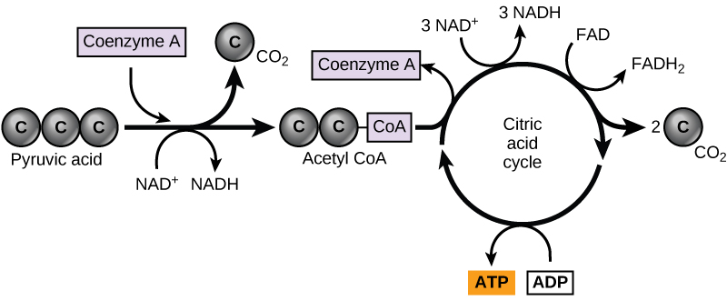 A graphic shows pyruvate becoming a two-carbon acetyl group by removing one molecule of carbon dioxide. The two-carbon acetyl group is picked up by coenzyme A to become acetyl CoA. The acetyl CoA then enters the citric acid cycle. Three NADH, one FADH2, one ATP, and two carbon dioxide molecules are produced during this cycle.