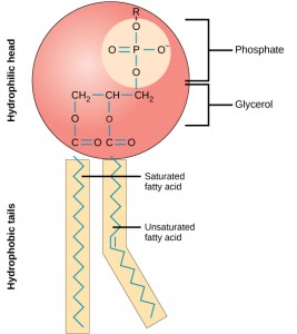 This phospholipid molecule is composed of a hydrophilic head and two hydrophobic tails. The hydrophilic head group consists of a phosphate-containing group attached to a glycerol molecule. The hydrophobic tails, each containing either a saturated or an unsaturated fatty acid, are long hydrocarbon chains.
