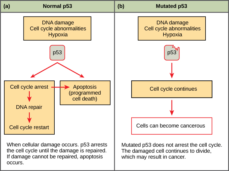 This illustration shows cell cycle regulation by p53. The p53 protein normally arrests the cell cycle in response to DNA damage, cell cycle abnormalities, or hypoxia. Once the damage is repaired, the cell cycle restarts. If the damage cannot be repaired, apoptosis (programmed cell death) occurs. Mutated p53 does not arrest the cell cycle in response to cellular damage. As a result, the cell cycle continues and the cell may become cancerous.