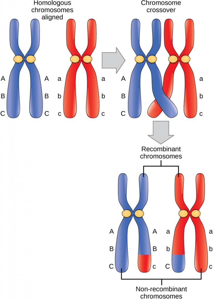 This illustration shows a pair of homologous chromosomes that are aligned. the ends of two non-sister chromatids of the homologous chromosomes cross over, and genetic material is exchanged. the non-sister chromatids between which genetic material was exchanged are called recombinant chromosomes. the other pair of non-sister chromatids that did not exchange genetic material are called non-recombinant chromosomes.