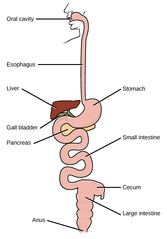 The basic components of the human digestive system begins at the mouth. Food is swallowed through the esophagus and into the kidney-shaped stomach. The liver is located on top of the stomach, and the pancreas is underneath. Food passes from the stomach to the long, winding small intestine. From there it enters the wide large intestine before passing out the anus. At the junction of the small and large intestine is a pouch called the cecum.