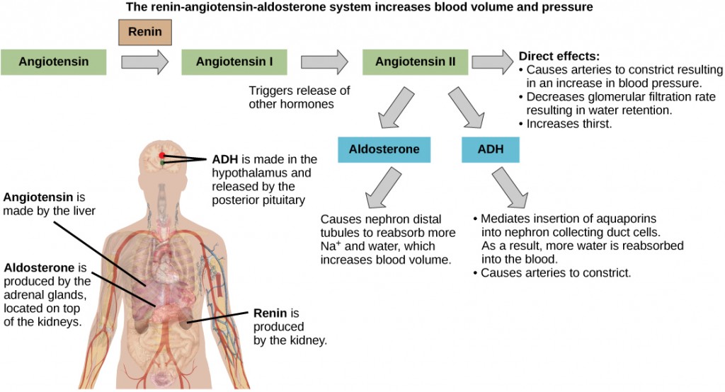 Figure 37.7.  ADH and aldosterone increase blood pressure and volume. Angiotensin II stimulates release of these hormones. Angiotensin II, in turn, is formed when renin cleaves angiotensin. (credit: modification of work by Mikael Häggström)