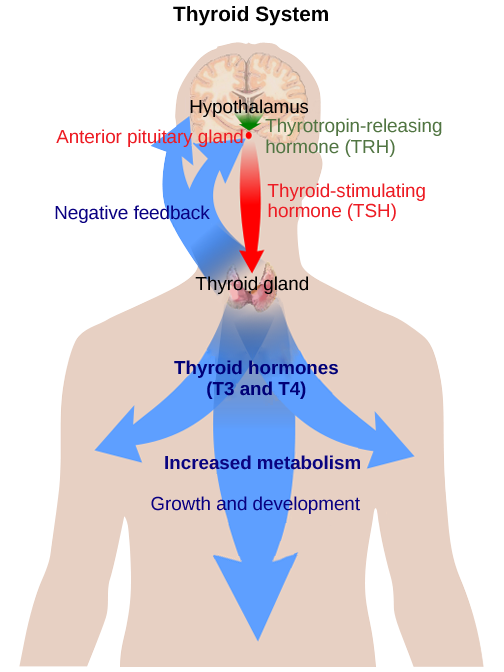 Figure 37.14.  The anterior pituitary stimulates the thyroid gland to release thyroid hormones T3 and T4. Increasing levels of these hormones in the blood results in feedback to the hypothalamus and anterior pituitary to inhibit further signaling to the thyroid gland. (credit: modification of work by Mikael Häggström)