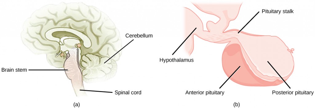 Figure 37.15.  The pituitary gland is located at (a) the base of the brain and (b) connected to the hypothalamus by the pituitary stalk. (credit a: modification of work by NCI; credit b: modification of work by Gray’s Anatomy)