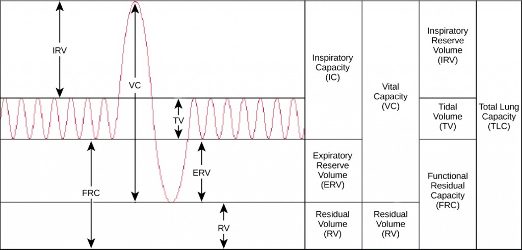 Figure 39.12.  Human lung volumes and capacities are shown. The total lung capacity of the adult male is six liters. Tidal volume is the volume of air inhaled in a single, normal breath. Inspiratory capacity is the amount of air taken in during a deep breath, and residual volume is the amount of air left in the lungs after forceful respiration.
