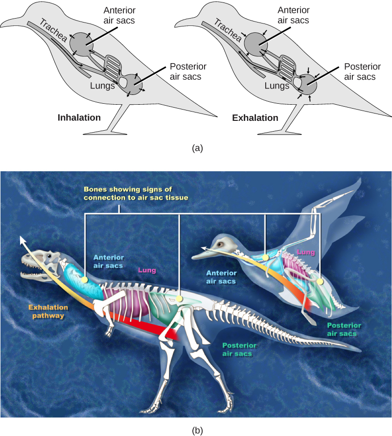 Figure 39.14.  (a) Birds have a flow-through respiratory system in which air flows unidirectionally from the posterior sacs into the lungs, then into the anterior air sacs. The air sacs connect to openings in hollow bones. (b) Dinosaurs, from which birds descended, have similar hollow bones and are believed to have had a similar respiratory system. (credit b: modification of work by Zina Deretsky, National Science Foundation)