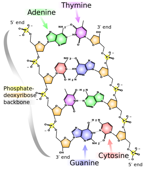 Figure 2.22 Chemical structure of DNA, with colored label identifying the four bases as well as the phosphate and deoxyribose components of the backbone.