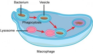 In this illustration, a eukaryotic cell is shown consuming a bacterium. As the bacterium is consumed, it is encapsulated into a vesicle. The vesicle fuses with a lysosome, and proteins inside the lysosome digest the bacterium.