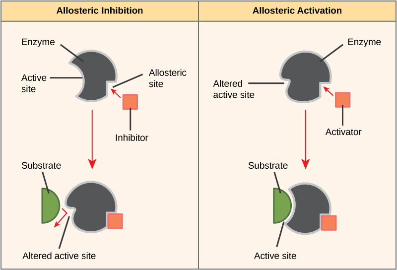 The left part of this diagram shows allosteric inhibition. The allosteric inhibitor binds to the enzyme at a site other than the active site. The shape of the active site is altered so that the enzyme can no longer bind to the substrate. The right part of this diagram shows allosteric activation. The allosteric activator binds to the enzyme at a site other than the active site. The shape of the active site is changed, allowing substrate to bind.