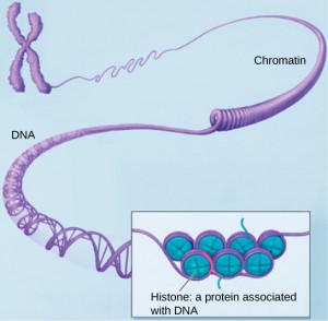 This image shows various levels of the organization of chromatin (DNA and protein).