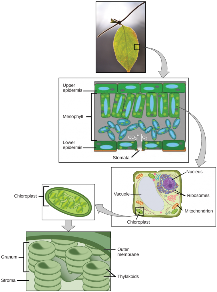 The upper part of this illustration shows a leaf cross-section. In the cross-section, the mesophyll is sandwiched between an upper epidermis and a lower epidermis. The mesophyll has an upper part with rectangular cells aligned in a row, and a lower part with oval-shaped cells. An opening called a stomata exists in the lower epidermis. The middle part of this illustration shows a plant cell with a prominent central vacuole, a nucleus, ribosomes, mitochondria, and chloroplasts. The lower part of this illustration shows the chloroplast, which has pancake-like stacks of membranes inside.