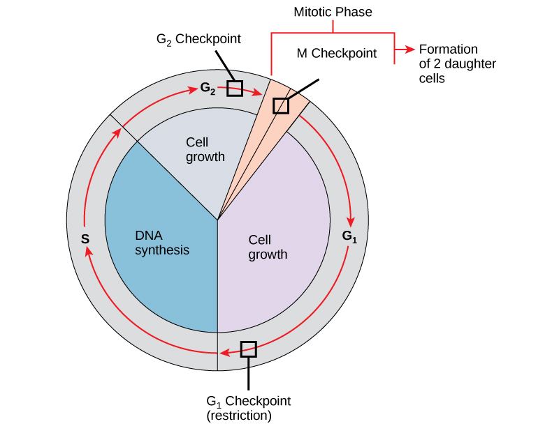 This illustration shows the three major check points of the cell cycle, which occur in G1, G2, and mitosis.