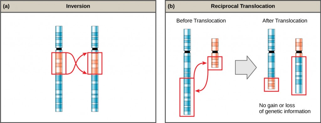 Part a shows an inversion in a chromosome. Two identical chromosomes are shown, except for a small section that has been inverted in the second chromosome. Part b shows a reciprocal translocation, in which DNA is transferred from one chromosome to another. No genetic information is gained or lost in the process.