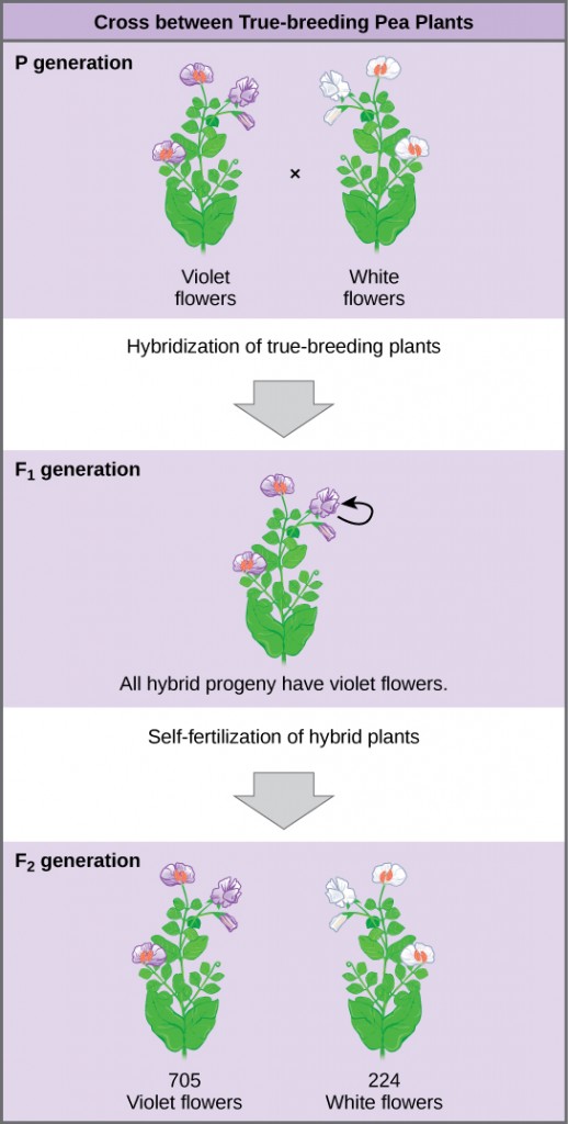 The diagram shows a cross between pea plants that are true-breeding for purple flower color and plants that are true-breeding for white flower color. This cross-fertilization of the P generation resulted in an F_{1} generation with all violet flowers. Self-fertilization of the F_{1} generation resulted in an F_{2} generation that consisted of 705 plants with violet flowers, and 224 plants with white flowers.