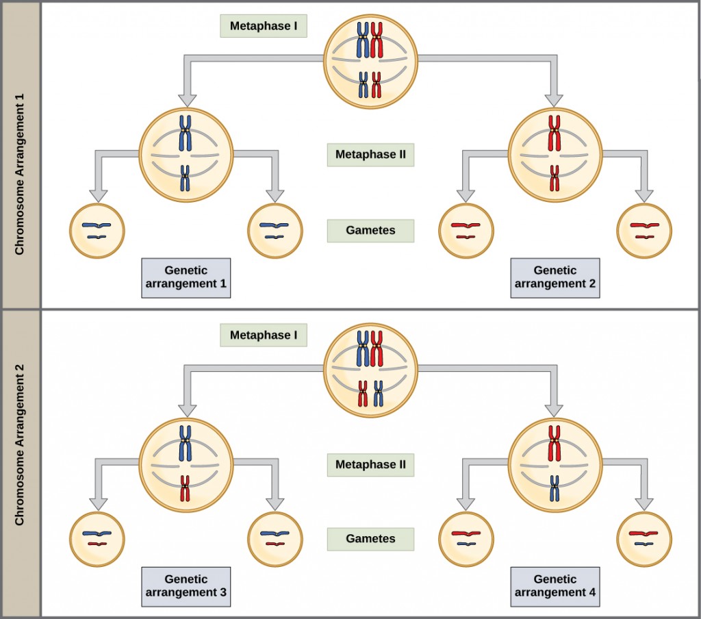 Homologous pairs of chromosomes line up at the metaphase plate during metaphase I of meiosis. The homologous chromosomes, with their different versions of each gene, are randomly segregated into daughter nuclei, resulting in a variety of possible genetic arrangements.