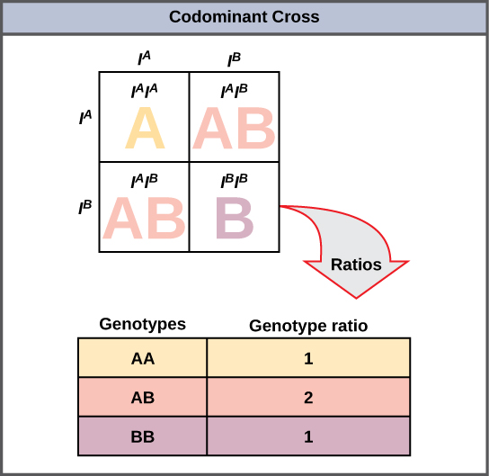 A Punnett square showing both parents with AB blood types. The offspring will have AA, AB, and BB blood types in a ratio of 1 to 2 to 1.