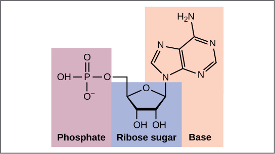 (a) Each DNA nucleotide is made up of a sugar, a phosphate group, and a base.