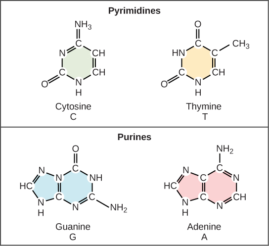 (b) Cytosine and thymine are pyrimidines. Guanine and adenine are purines.