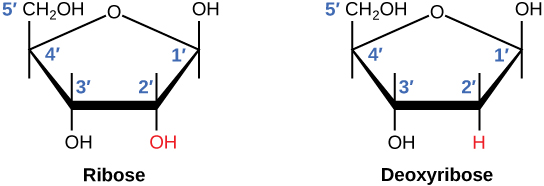 A figure showing the structure of ribose and deoxyribose sugars. In ribose, the OH at the 2' position is highlighted in red. In deoxyribose, the H at the 2' position is highlighted in red.