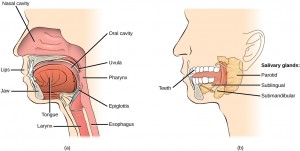Illustration A shows the parts of the human oral cavity. The tongue rests in the lower part of the mouth. The flap that hangs from the back of the mouth is the uvula. The airway behind the uvula, called the pharynx, extends up to the back of the nasal cavity and down to the esophagus, which begins in the neck. Illustration B shows the two salivary glands, which are located beneath the tongue, the sublingual and the submandibular. A third salivary gland, the parotid, is located just in front of the ear.