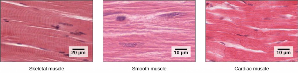 The skeletal muscle cells are long and appear striated due to the arrangement of their myofilaments. Each cell has multiple nuclei. Smooth muscle cells have no striations and only one nuclei per cell. Cardiac muscle cells are striated but have only one nucleus. The cells are arranged in branching bundles.