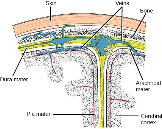 Illustration shows the three meninges that protect the brain. The outermost layer, just beneath the skull, is the dura mater. The dura mater is the thickest meninx, and blood vessels run through it. Beneath the dura mater is the arachnoid mater, and beneath this is the pia mater.