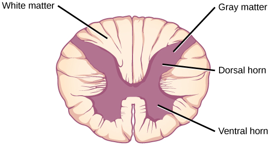 In the cross section the gray matter forms an X inside the oval white matter. The legs of the X are thicker than the arms. Each leg is called a ventral horn, and each arm is called a dorsal horn.