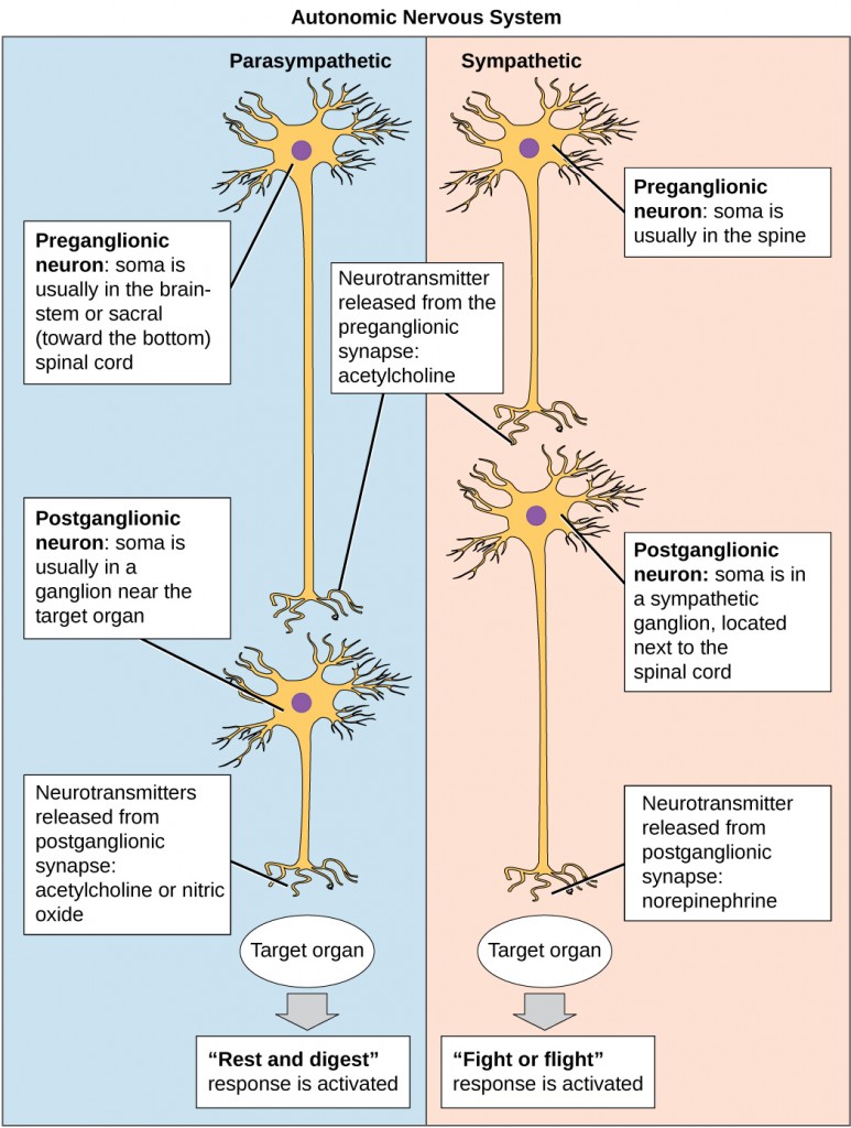 The autonomic nervous system is divided into sympathetic and parasympathetic systems. In the sympathetic system, the soma of the preganglionic neurons is usually located in the spine while in the parasympathetic system the soma is usually in the brainstem or sacral, at the bottom of the spine. In both systems, the preganglionic neuron releases the neurotransmitter acetylcholine into the synapse. Postganglionic neurons of the sympathetic system have somas in a sympathetic ganglion, located next to the spinal cord. Postganglionic neurons of the parasympathetic system have somas in ganglions near the target organ. Postganglionic neurons of the sympathetic system release norepinephrine into the synapse, while postganglionic neurons of the parasympathetic system release acetylcholine or nitric oxide.